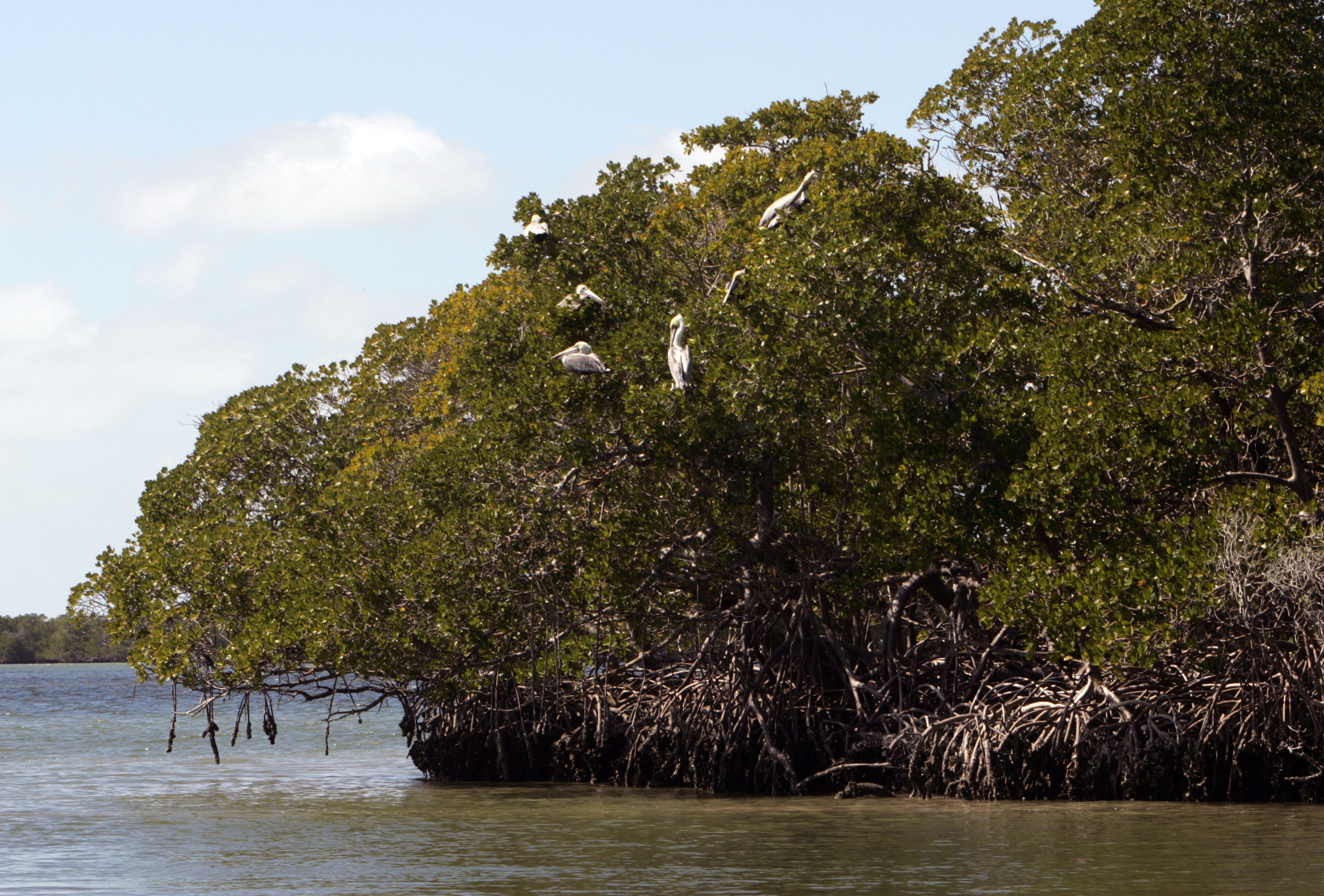 three large birds sit in a tree overhanging a body of water